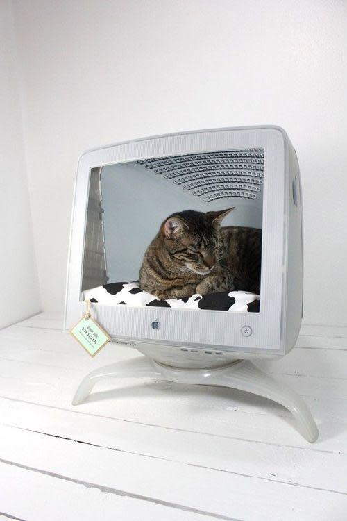 cat resting in old desktop monitor