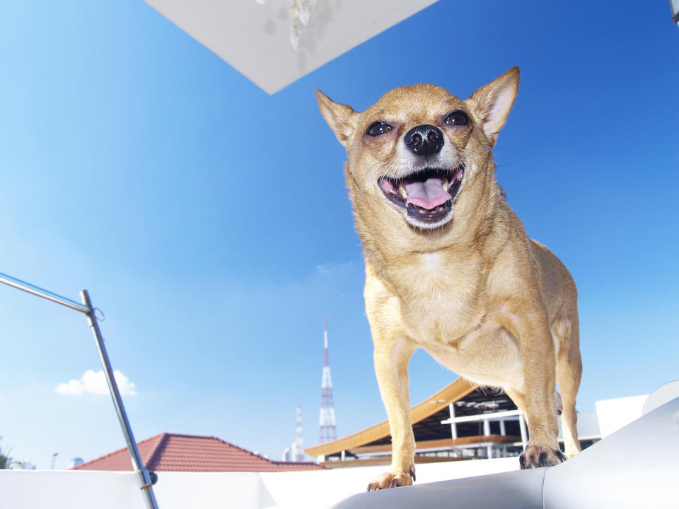 fat chihuahua dog standing on box, old chihuahua dog in sunlight