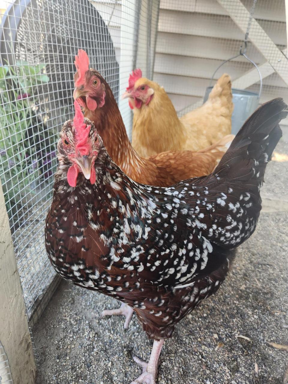 Missy Zombor's three hens.