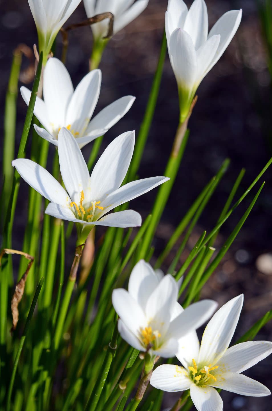 white flowers in garden