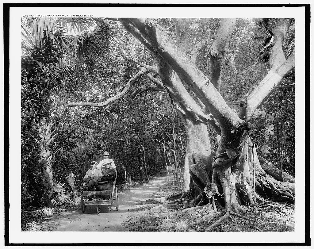 Visitors are seen along the Jungle Trail in Palm Beach in the early 1900s.
