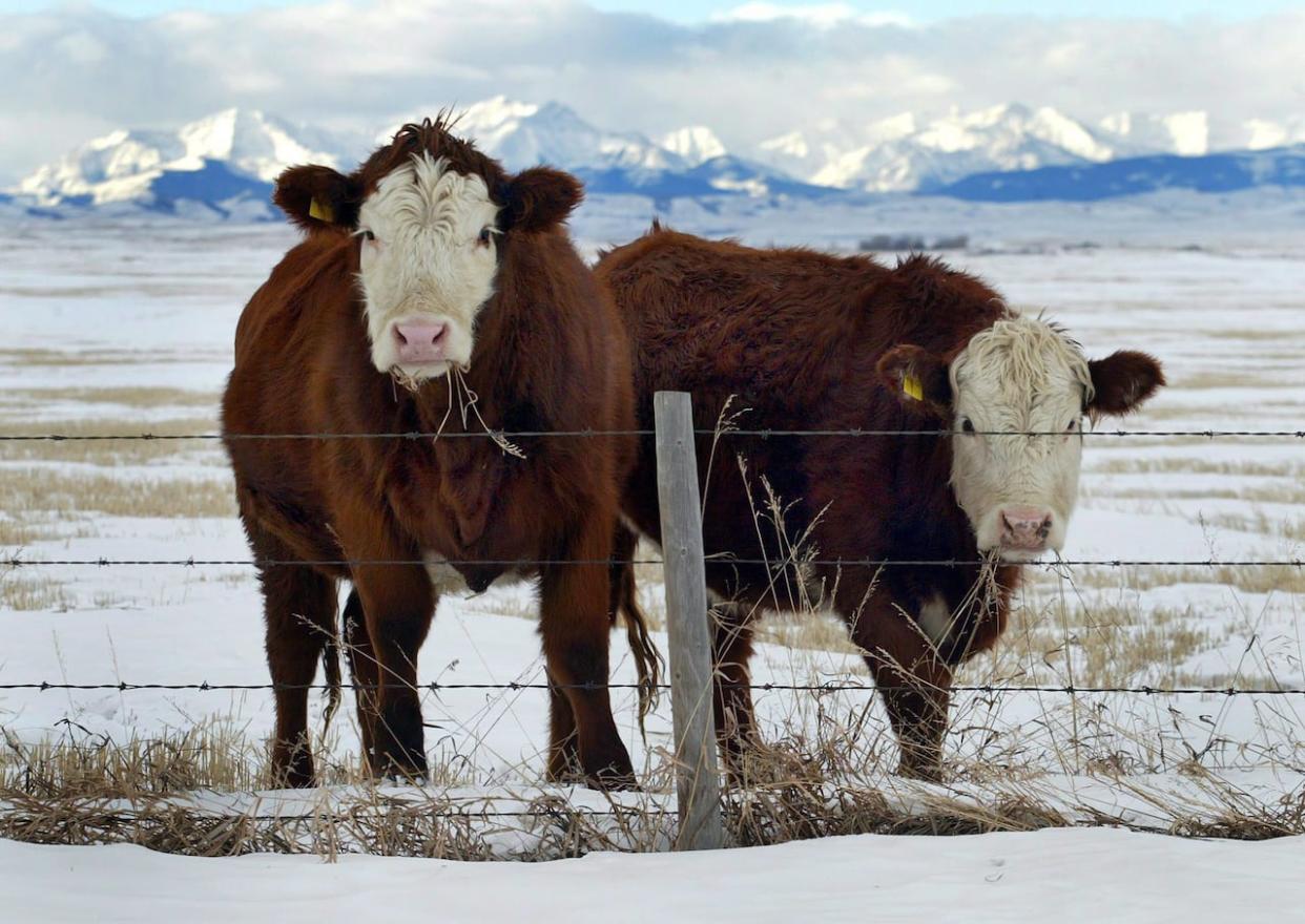 Alberta's cow herd continues to shrink, a trend primarily driven by extended drought conditions, say experts.  (Jeff McIntosh/The Canadian Press - image credit)