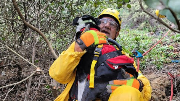 PHOTO: Hobo, a deaf 8-year-old Australian Shepherd, is going to be kept on a very short leash from now on after surviving a 100 foot fall and an hours-long rescue to save his life in Sorrento, California, on August 29, 2022. (San Diego Humane Society / Facebook)