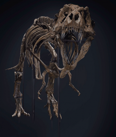 史丹高約4公尺，身長達12公尺，骨架由188塊骨頭組成，有「世上最完整、最大的霸王龍化石」之稱。（截自Christie’s網站）