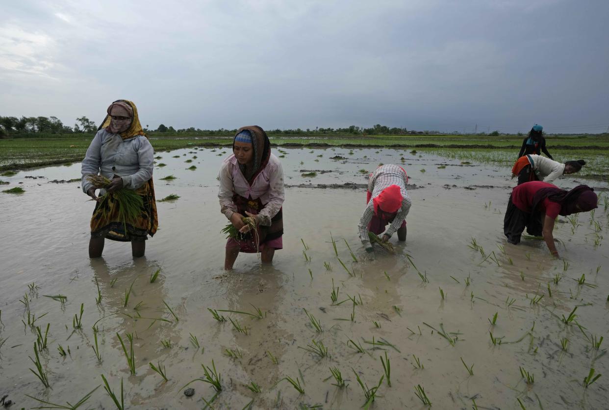 Women work in a paddy field adjacent to the field where another woman, Khusboo Bind, was killed by lightning on June 25 at Piparaon village on the outskirts of Prayagraj, in the northern Indian state of Uttar Pradesh, Thursday, July 28, 2022. Seven people, mostly farmers, were killed by lightning in a village in India's northern Uttar Pradesh state, police said Thursday, bringing the death toll by lightning to 49 people in the state this week. (AP Photo/Rajesh Kumar Singh)