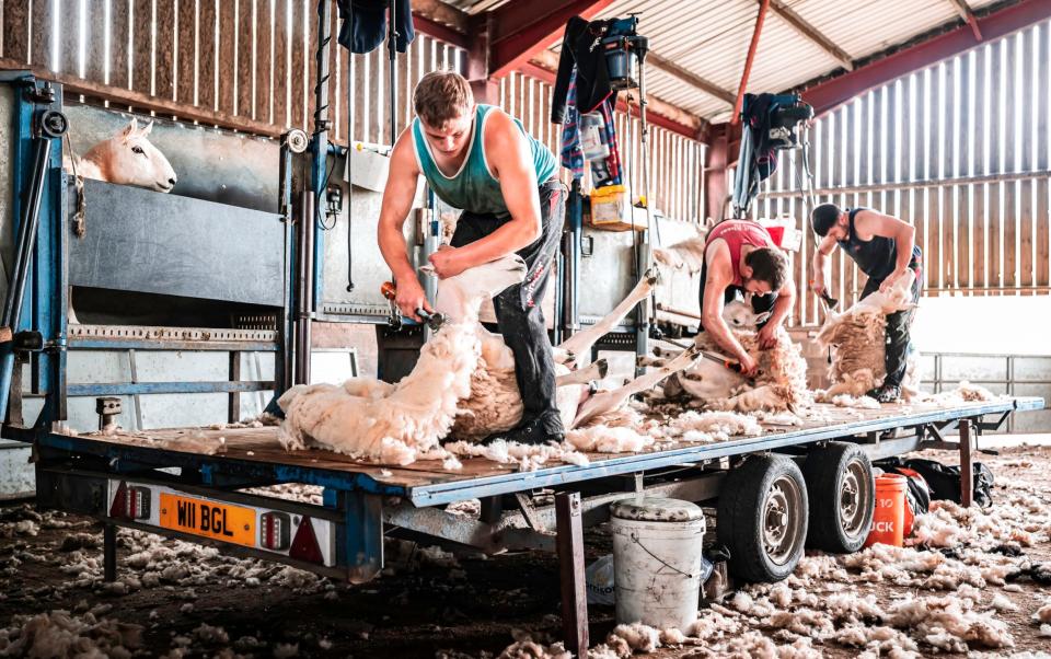 A flock of Cheviot ewes are relieved of their fleeces at Swinside Townfoot farm in the Scottish Borders ahead of the heatwave - Chris Strickland