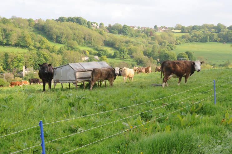 Cows in a field at Godwin's farm [SWNS]