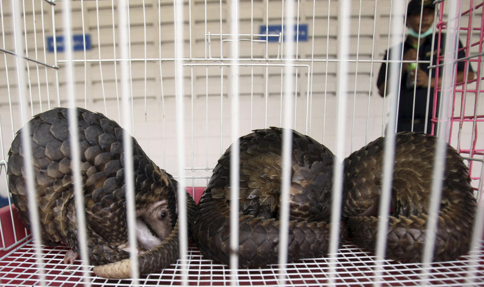 Pangolins are kept in a cage during a news conference at the customs office in Bangkok, Thailand Monday, Sept. 26, 2011. Authorities in Thailand have rescued nearly 100 endangered pangolins worth about $32,000 that they say were to be sold and eaten outside the country.  (AP Photo/Apichart Weerawong)