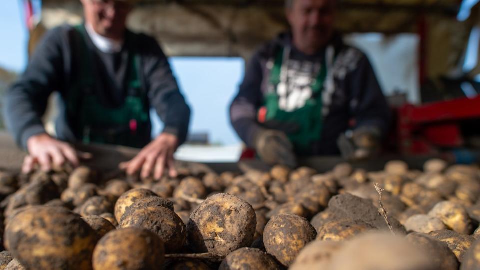 Frisch geerntete Kartoffeln liegen auf einem Förderband der Feldverladestation.