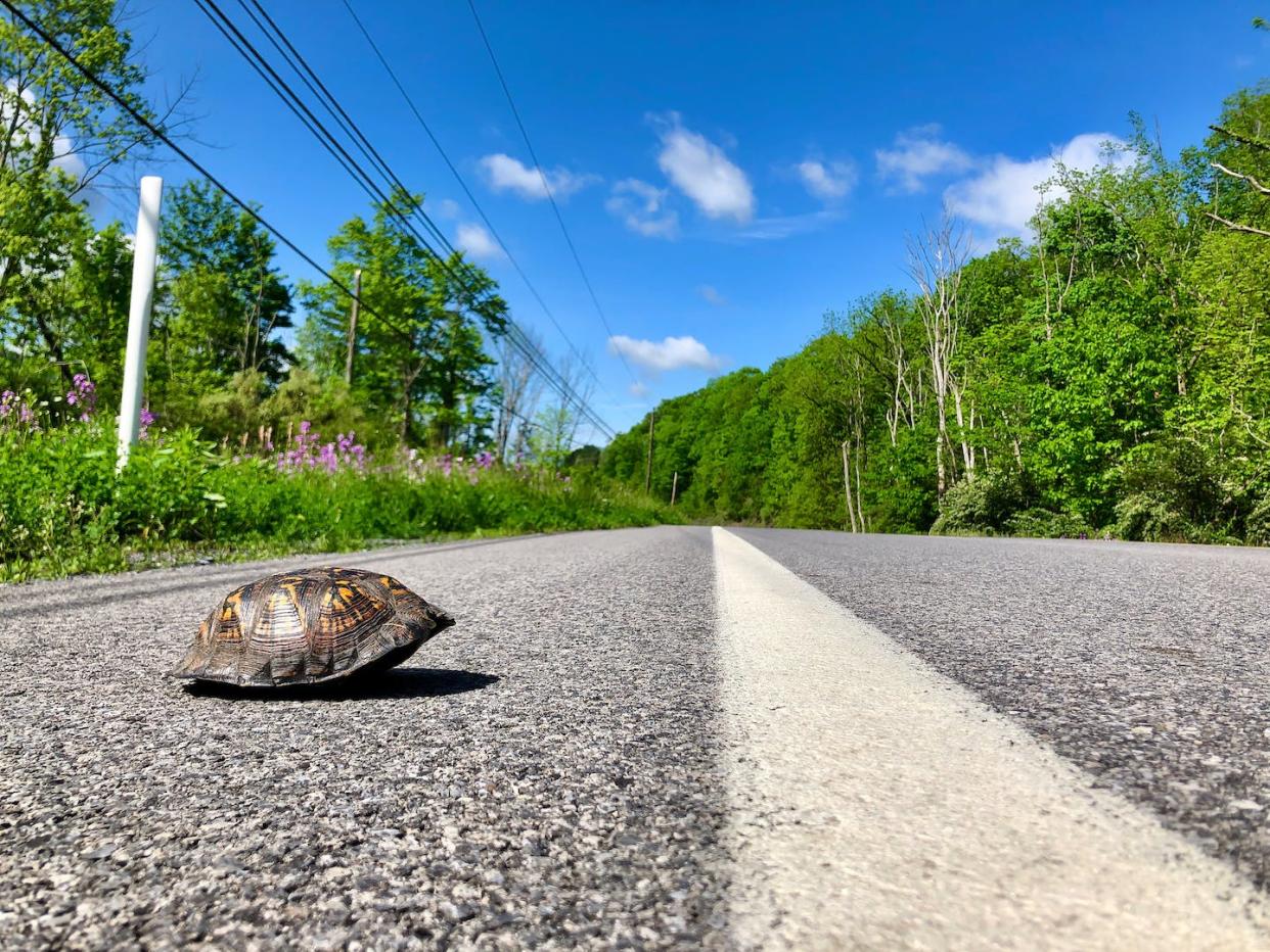 An eastern box turtle crossing a rural Pennsylvania road. <a href="https://www.instagram.com/p/CA0XxGAgnPg/?utm_source=ig_web_copy_link&igshid=MzRlODBiNWFlZA==" rel="nofollow noopener" target="_blank" data-ylk="slk:Julian Avery;elm:context_link;itc:0;sec:content-canvas" class="link ">Julian Avery</a>, <a href="http://creativecommons.org/licenses/by-nd/4.0/" rel="nofollow noopener" target="_blank" data-ylk="slk:CC BY-ND;elm:context_link;itc:0;sec:content-canvas" class="link ">CC BY-ND</a>