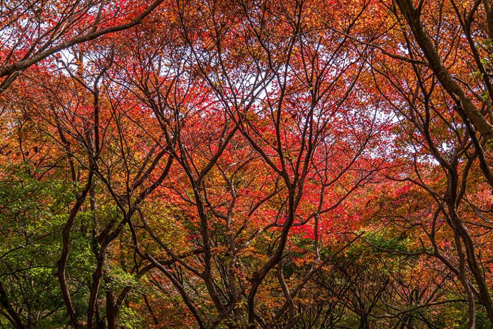 內藏山（Image Source : Getty Creative/iStockphoto）