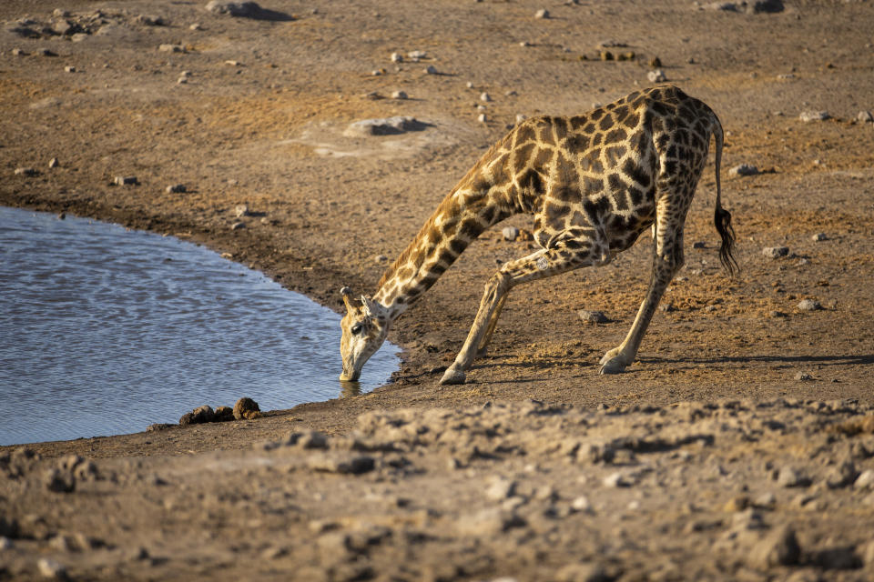 A young giraffe gets low to drink at the Chudop water hole near the Namutoni campsite in Etosha National Park. (Photo: Gordon Donovan/Yahoo News)