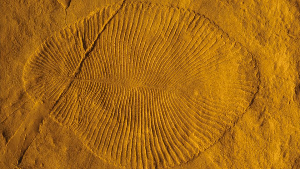 A photograph shows the cast of a 560-million-year-old Dickinsonia costata fossil found in South Australia.  At more than a meter long, the creature is the largest known animal from that period.  - Shuhai Xiao/Virginia Tech