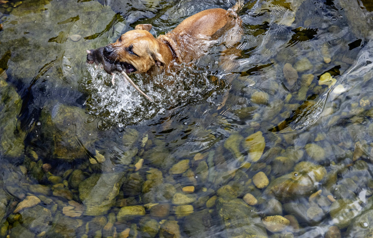 Un perro llamado Bindi, entrenado para cazar ratas, en West Jordan, Utah, el 13 de agosto de 2022. (Kim Raff/The New York Times)