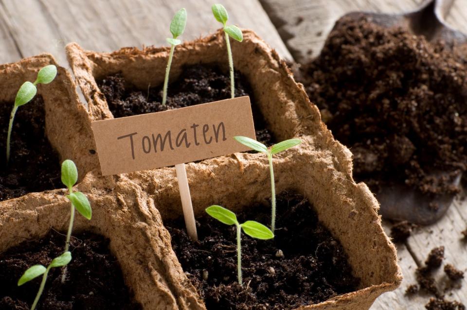 Tomaten selbst ziehen