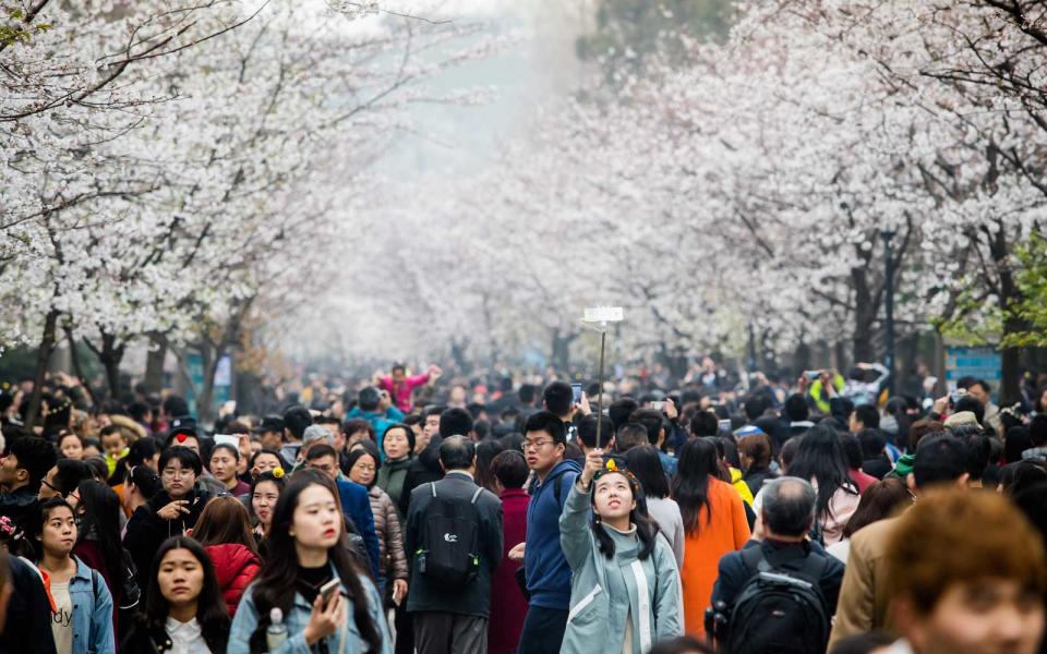 <p>Tourists enjoy the cherry blossoms at Jiming Temple in Nanjing, China.</p>