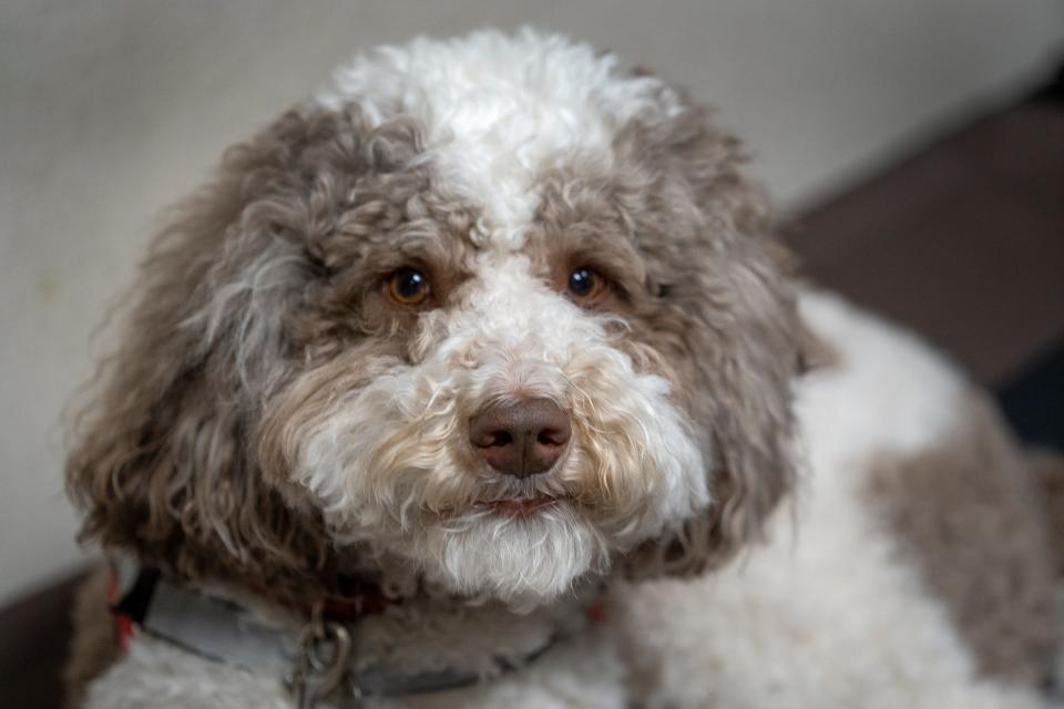 Auggie is a therapy dog at Clay Middle School. In Carmel Clay Schools, eight therapy dogs and their handlers support children emotionally and give cuddles when needed. Photo taken Tuesday, March 7, 2023.