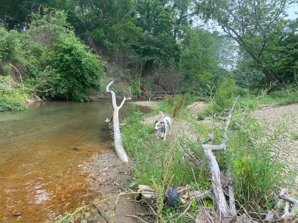 Reporter Megan Becker's rescue dog, Roco, explored Kinnikinnick Fen Nature Preserve on June 28, 2023.