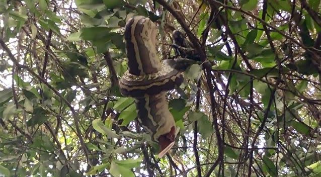 It took about 45 minutes for the snake to finish its feed. Source: Storyful.