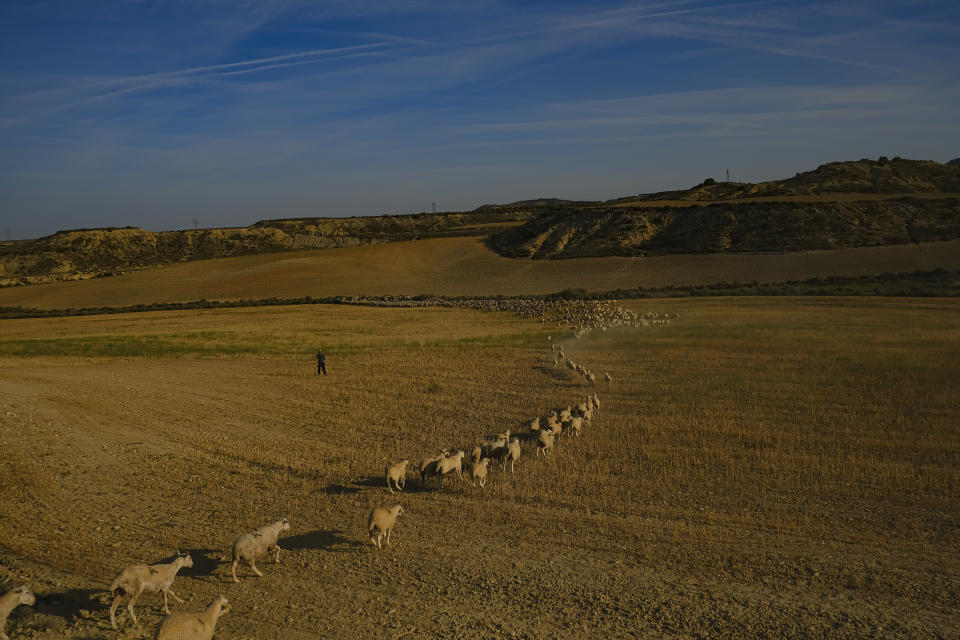 Una majada recorre la antigua ruta de trashumancia La Cañada de Los Roncaleses en la provincia de Navarra, cerca de Fustinana, norte de España, 16 de junio de 2023. (AP Foto/Alvaro Barrientos)
