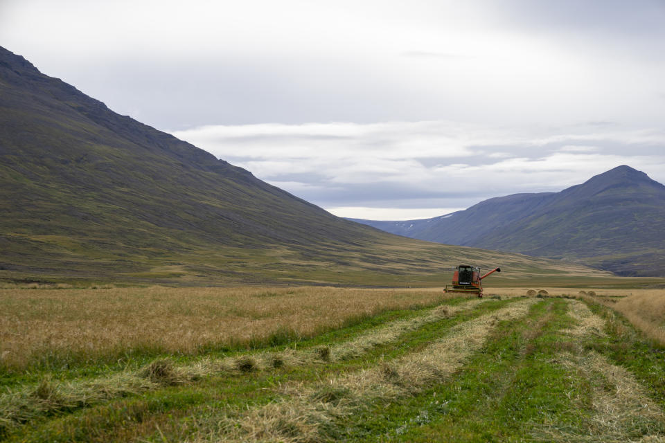 Farmer Hermann Gunnarsson gathers his largest harvest of barley in thirty years in Eyja Fjord, northern Iceland Saturday, Sept. 18, 2021. Gunnarsson, said warmer temperatures are an opportunity to expand local production. "The climate coin has two sides," he said. "But the politicians who talk the most about climate change are afraid to speak about the benefits, too." Climate change is top of the agenda when voters in Iceland head to the polls for general elections on Saturday, following an exceptionally warm summer and an election campaign defined by a wide-reaching debate on global warming. (AP Photo/Egill Bjarnason)