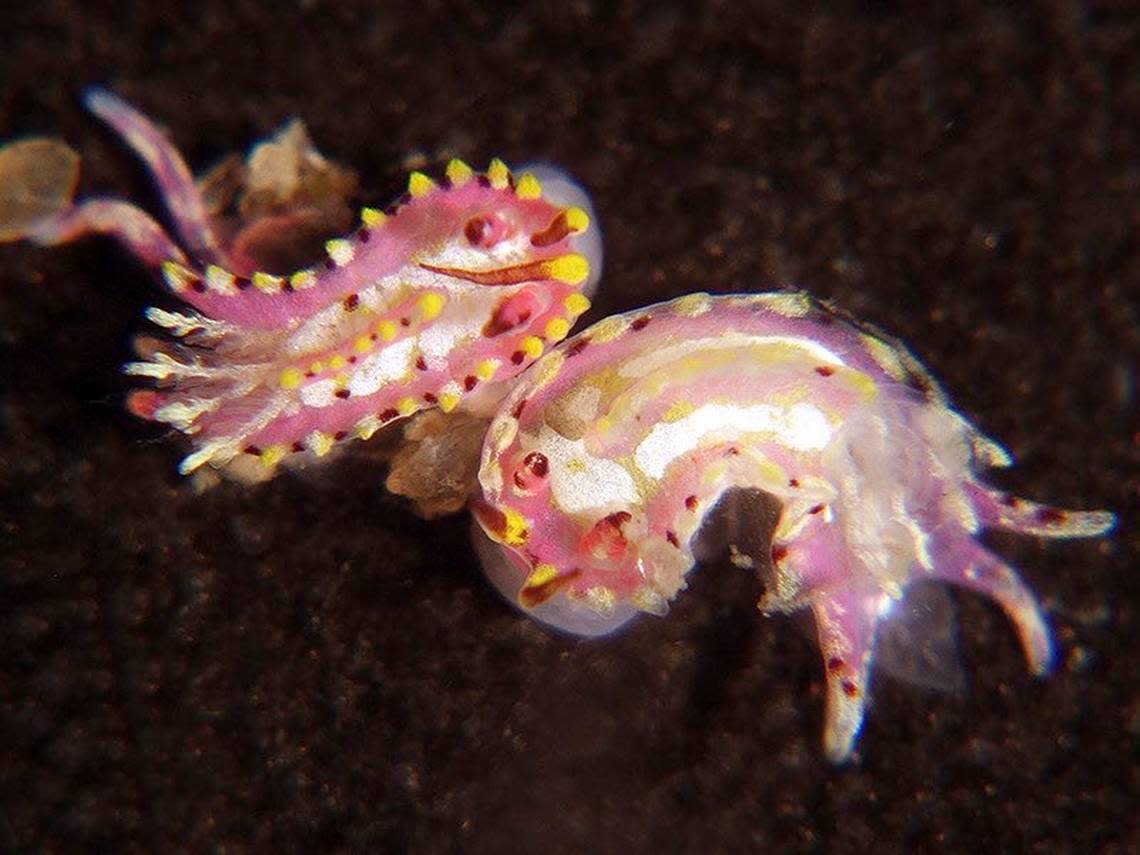 Two Naisdoris labalsaensis, or La Balsa sea slugs. Photo from Gary Cobb nudibranch.com.au