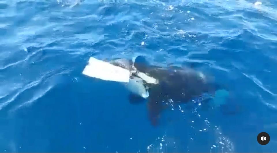 Orca swims away from with with destroyed rudder.