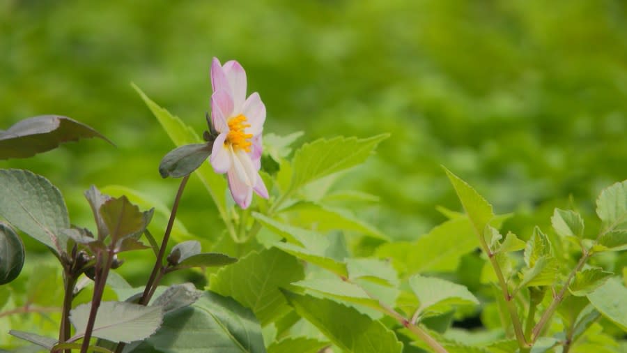 There is a wide variety of plants being grown inside of the city's greenhouses.