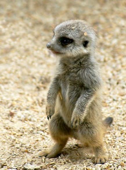 A Meerkat