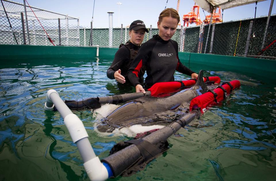 Veterinarian technicians Hebert and Robinson wade with a false killer whale calf after it was rescued near the shores of Tofino and brought to the Vancouver Aquarium Marine Mammal Rescue centre in Vancouver