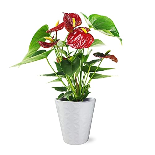 Plants & Blooms Shop™ PB406 Anthurium, 5