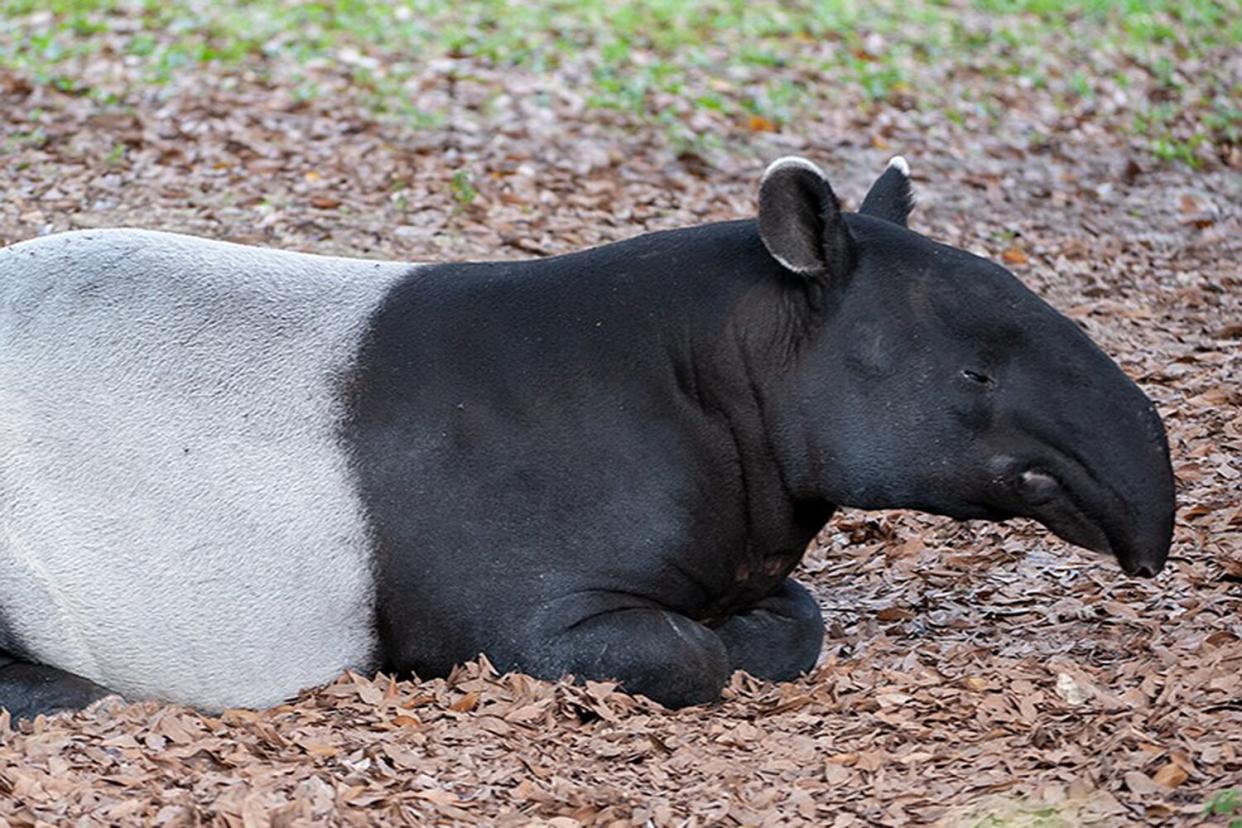 Malayan tapir