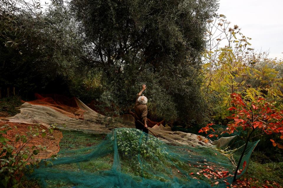 Harvesting olives from the trees (Reuters)