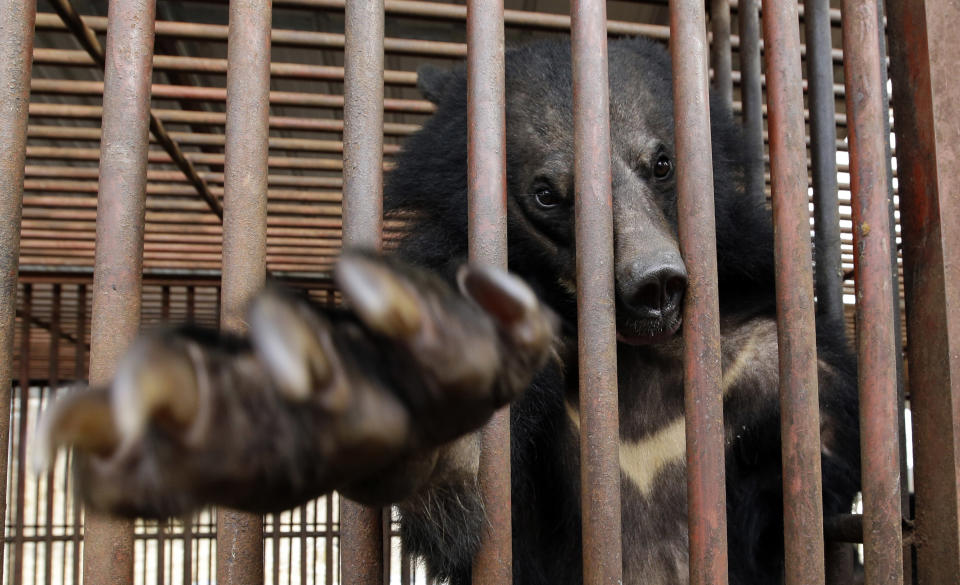 In this photo taken on Jan. 24, 2014, a bear looks out from a cage at a bear farm in Dangjin, south of Seoul, South Korea. Several bears lie stacked on top of each other, as still as teddy bears, as they gaze out past rusty iron bars. Others pace restlessly. The ground below their metal cages is littered with feces, Krispy Kreme doughnuts, dog food and fruit. They’ve been kept in these dirty pens since birth, bred for a single purpose: to be killed for their bile. (AP Photo/Lee Jin-man)