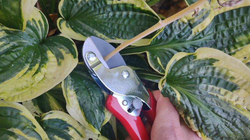 Cutting a hosta stem with Wolf-Garten's RSEN pruner.