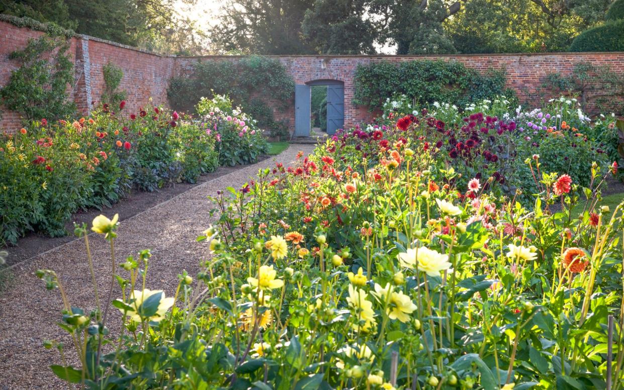 Dahlia border in the Walled Garden at Kelmarsh Hall - ANDREA JONES