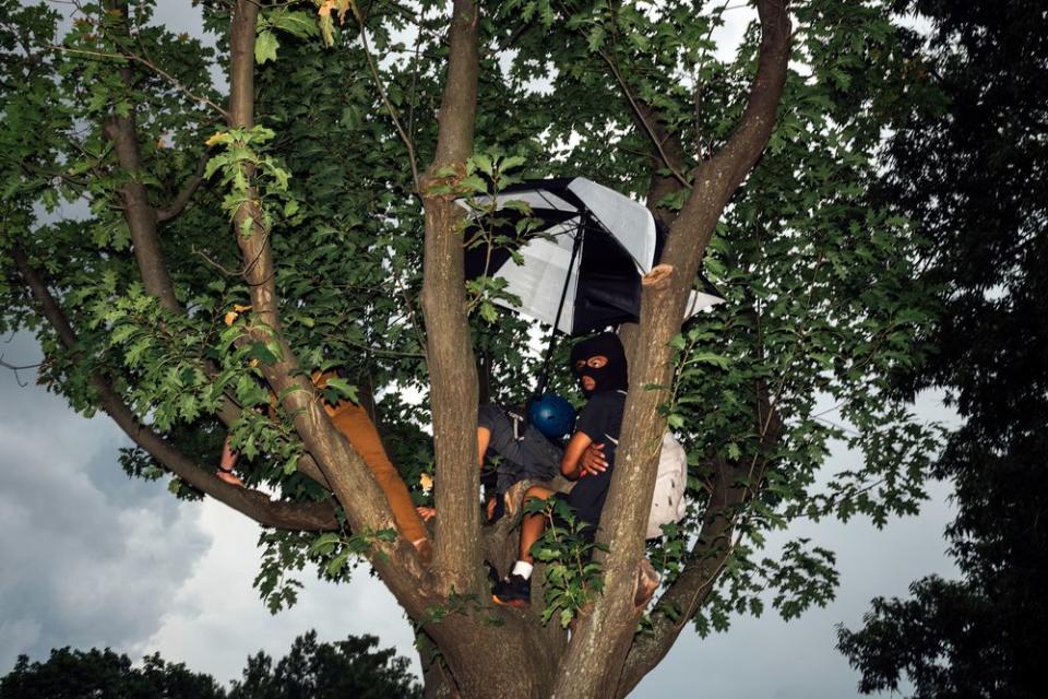 A group of counter-protesters sit in a tree.