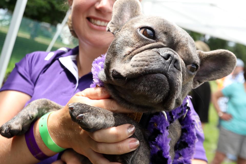 Ella-Rue of Columbus, Ohio shows her game face before competing in the 8th Annual Masters Agility Championship June 11, 2021 at the historic Lyndhurst estate in Tarrytown. The Westminster Kennel Club Dog Show returns to Lyndhurst in 2022.