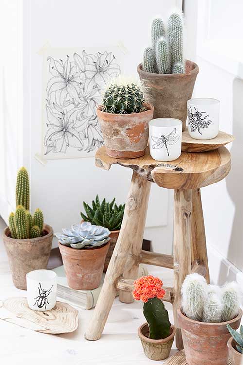 5 timiv para que apuestes por la decoración con cactus - MIV INTERIORES