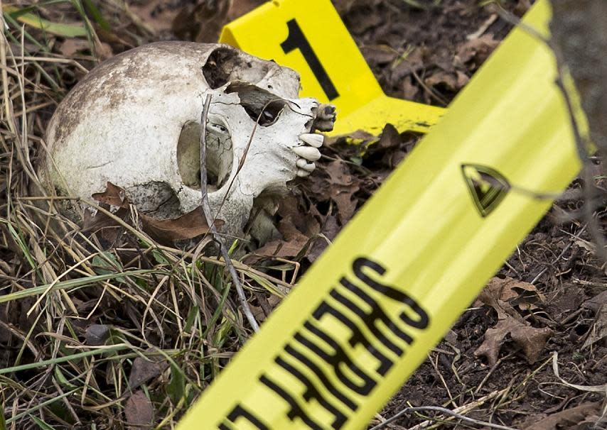 FILE - In this Feb. 6, 2015, file photo, an evidence marker sits next to a human skull as Davis County search and rescue members and crime scene investigators search a hillside, for more evidence in Fruit Heights, Utah. More police departments are amassing their own DNA databases, a move critics say is a way around stringent regulations governing state crime labs and the national DNA database.. (Scott G Winterton/Deseret News via AP, File)