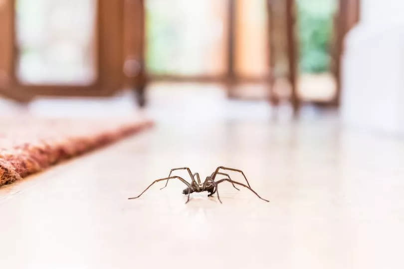 Spider on floor