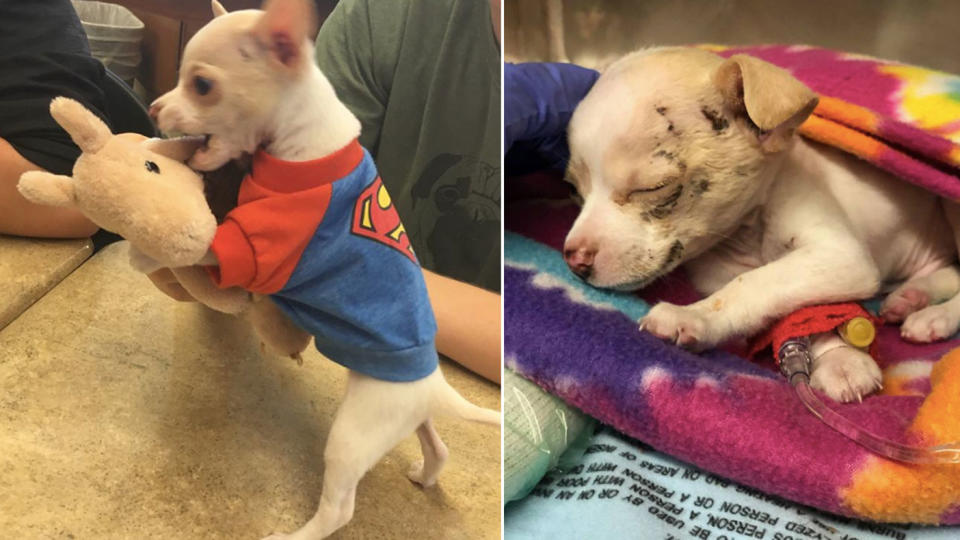 Incredibly, the 450 gram chihuahua only had minor woulds on his chest. Photo: Facebook/ Austin Animal Shelter
