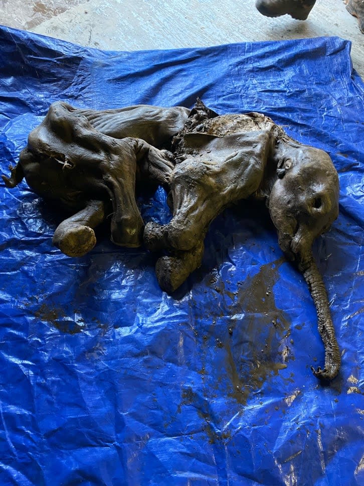 A whole baby woolly mammoth, named Nun cho ga, was the first of its kind found in North America and second in the world. It was discovered south of Dawson City, Yukon, in June 2022. (Government of Yukon - image credit)
