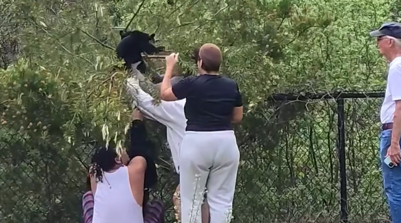 The North Carolina Wildlife Resources Commission is investigating after four people were captured on video pulling bear cubs out of a tree in Asheville on April 16, 2024.