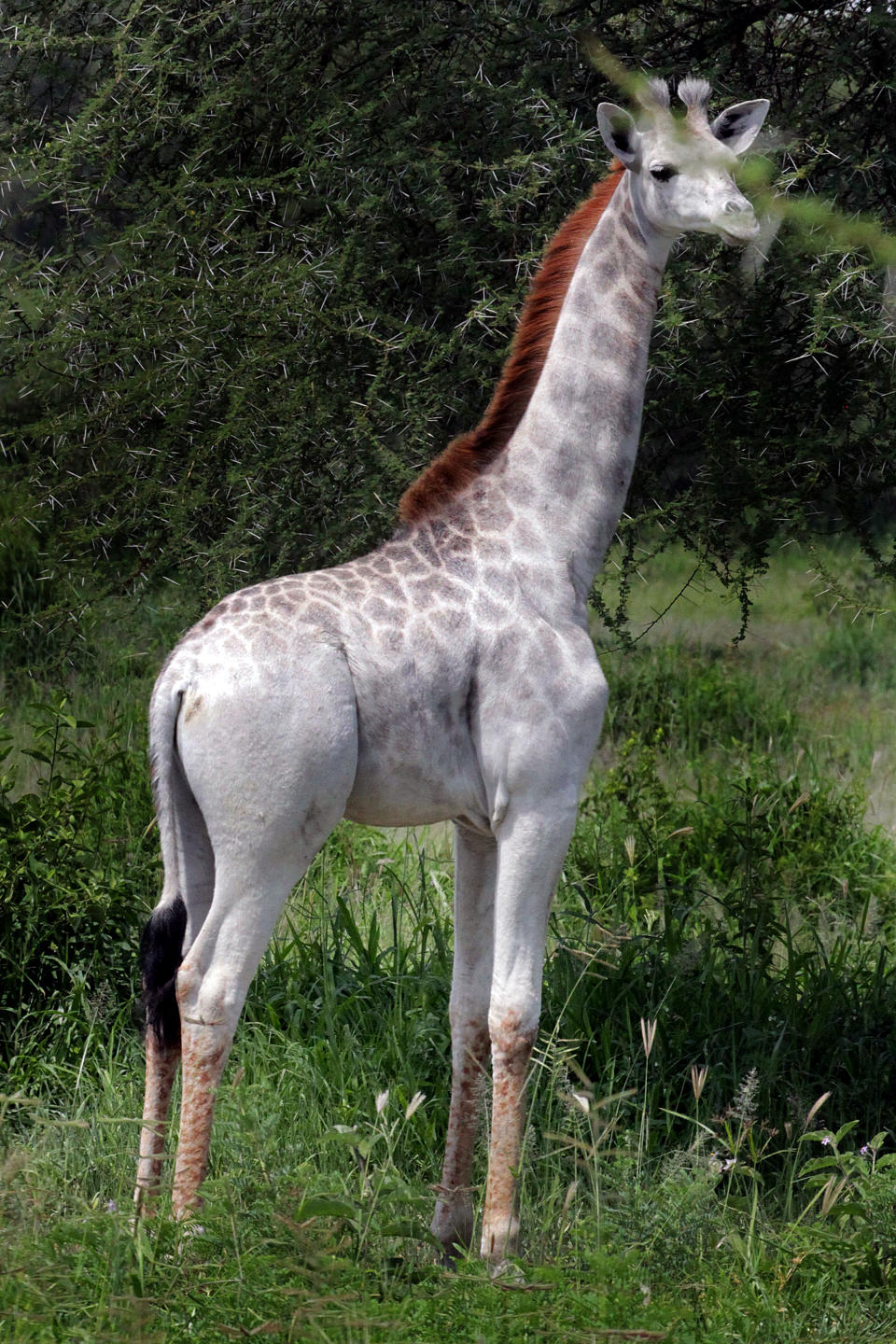 <p>A white giraffe. (Photo: Derek Lee/Caters News) </p>