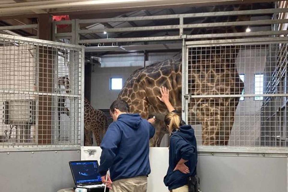 <p>Seneca Park Zoo/Facebook</p> 6-year-old Masai giraffe Kipenzi is seen being cared for at the Seneca Park Zoo 