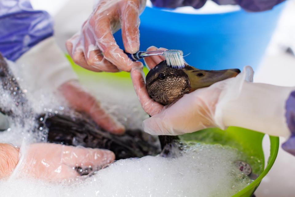Ducks are cleaned in a soap bath at the Toronto Wildlife Centre in Toronto on Tuesday, Aug. 15, 2023. After an industrial fire in Etobicoke last week led to contamination of Mimico Creek, nearly 80 ducks have been pulled from the contaminated creek to be treated and housed at the Toronto charity.