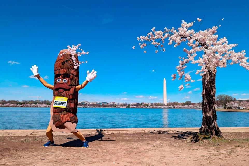 PHOTO: Stumpy the mascot dances near 'Stumpy' the cherry tree at the tidal basin in Washington, D.C., on March 19, 2024.  (Nathan Ellgren/AP)