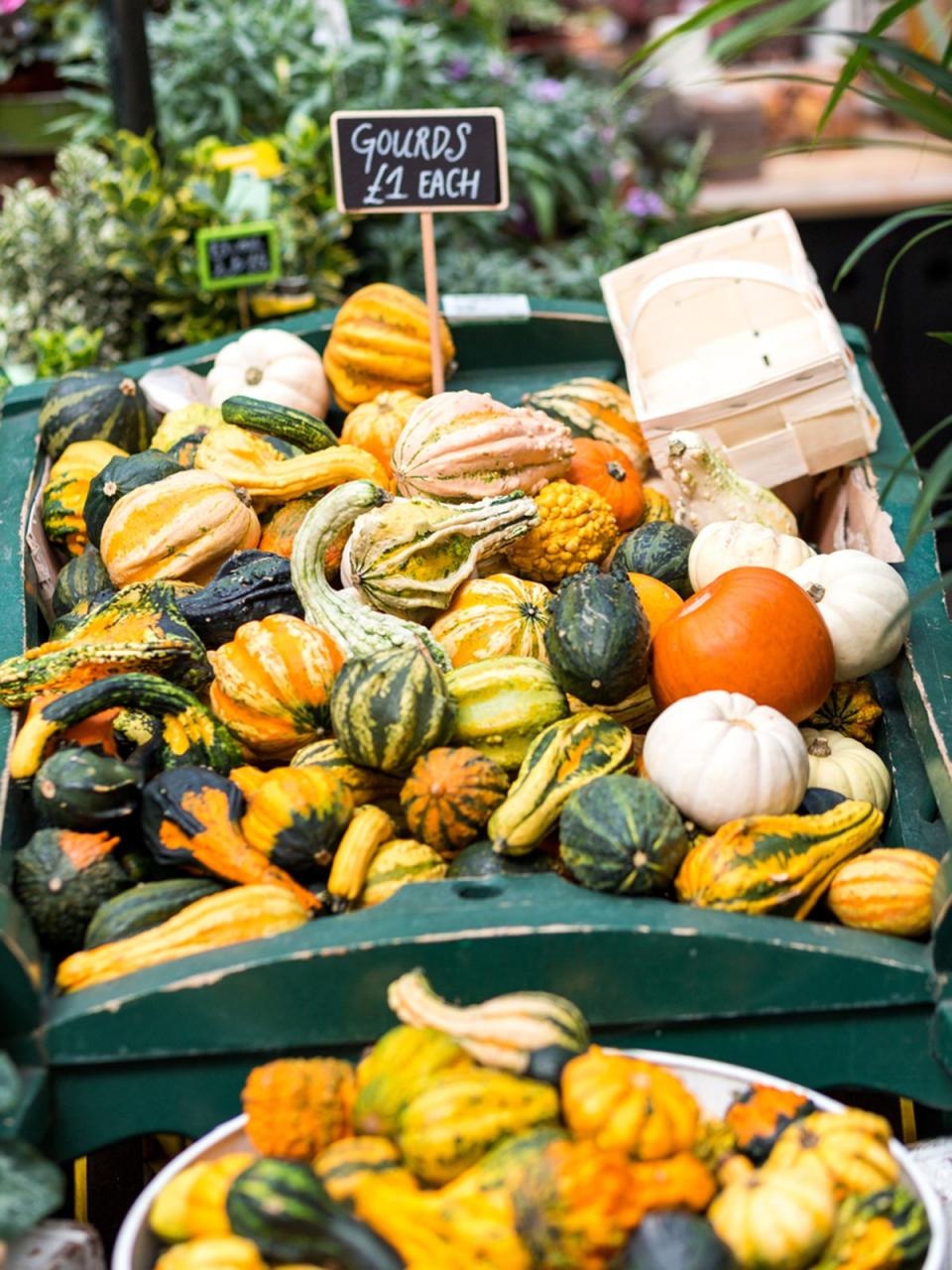 The comedic sight of squashes piled high is typical at this time of year (Getty/iStock)