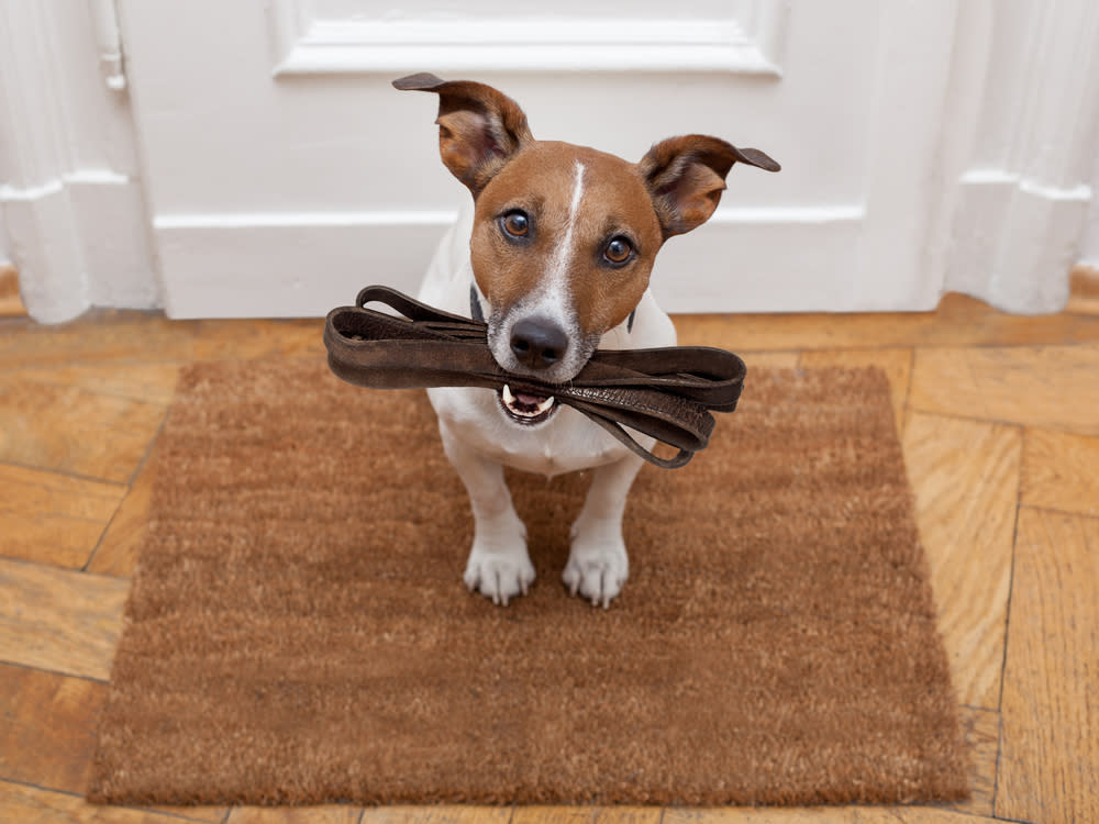 Darauf sollten Hundebesitzer in Corona-Zeiten achten (Bild: Javier Brosch / Shutterstock)